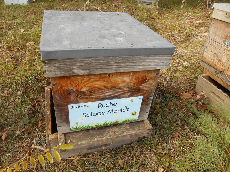 La ruche Solode Moulot